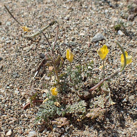 Hypecoum torulosum \ Strand-Lappenblume / Sea Hypecoum, Samos Ireon 13.4.2017