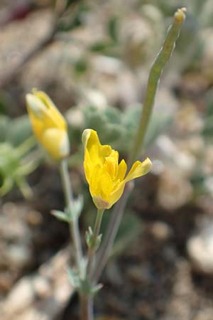 Hypecoum torulosum \ Strand-Lappenblume / Sea Hypecoum, Samos Ireon 13.4.2017