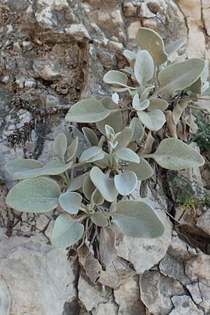 Pentanema verbascifolium subsp. candidum \ Schneeweier Alant, Anatolischer Alant, Samos Potami 15.4.2017