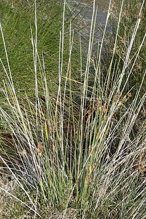 Juncus acutus \ Stechende Binse, Samos Pythagorio 13.4.2017