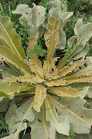 Verbascum glomeratum \ Knuel-Knigskerze, Samos Spatharei 17.4.2017