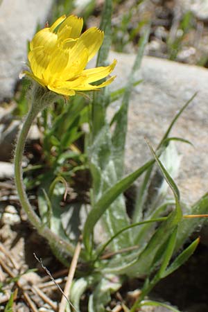 Scorzonera sublanata \ Schwach-Wollige Schwarzwurzel / Wooly Viper's Grass, Samos Zoodochos Pigi 11.4.2017