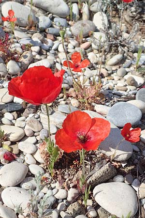 Papaver rhoeas \ Klatsch-Mohn, Samos Psili Ammos 16.4.2017