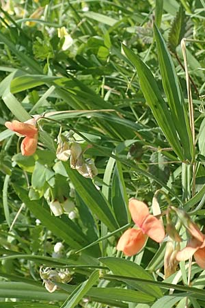 Lathyrus gorgoni \ Orangefarbige Platterbse / Orange Vetchling, Samos Ireon 13.4.2017