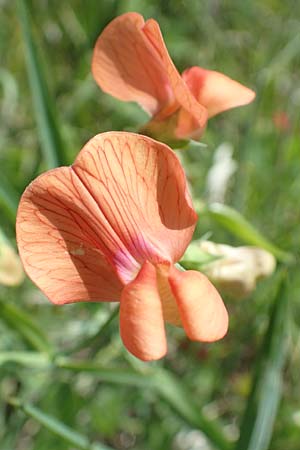 Lathyrus gorgoni \ Orangefarbige Platterbse / Orange Vetchling, Samos Mykali 19.4.2017