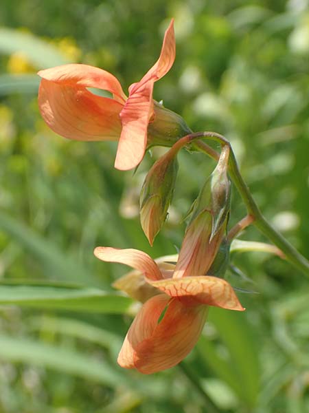 Lathyrus gorgoni \ Orangefarbige Platterbse / Orange Vetchling, Samos Ireon 13.4.2017