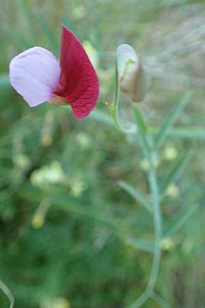 Lathyrus clymenum \ Purpur-Platterbse, Samos Kamara 16.4.2017