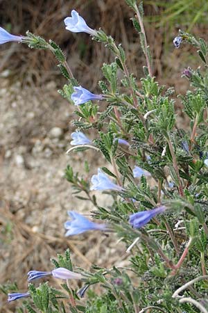 Lithodora hispidula / Shrubby Gromwell, Samos Kokkari 12.4.2017