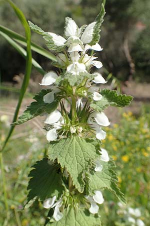 Lamium moschatum \ Moschus-Taubnessel / Musk Dead-Nettle, Samos Pythagorio 13.4.2017