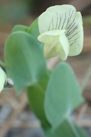 Lathyrus pseudoaphaca \ Falsche Ranken-Platterbse, Samos Kallithea 18.4.2017