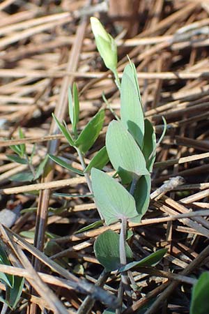 Lathyrus pseudoaphaca \ Falsche Ranken-Platterbse, Samos Kallithea 18.4.2017