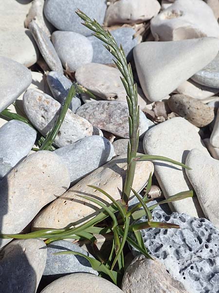 Lolium rigidum subsp. lepturoides \ Lepturus-hnliches Weidelgras / Eastern Rye-Grass, Samos Mykali 19.4.2017