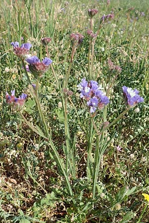 Limonium sinuatum \ Geflgelter Strandflieder, Statice, Samos Psili Ammos 16.4.2017