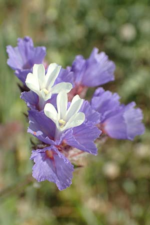 Limonium sinuatum \ Geflgelter Strandflieder, Statice, Samos Psili Ammos 16.4.2017