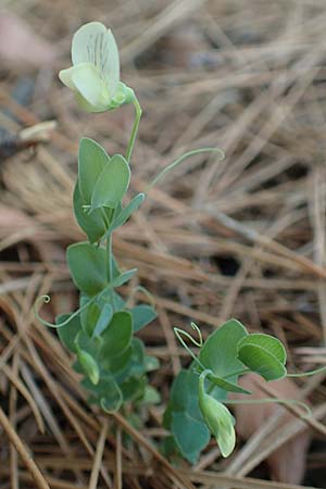 Lathyrus pseudoaphaca \ Falsche Ranken-Platterbse / False Yellow Vetchling, Samos Kallithea 18.4.2017