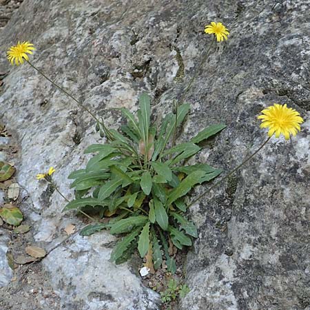 Leontodon tuberosus \ Knolliger Lwenzahn / Tuberous Hawkbit, Samos Potami 15.4.2017