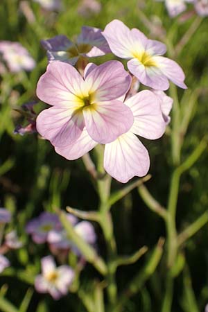 Malcolmia flexuosa \ Geschlngelte Meerviole / Sea Stock, Samos Posidonia 11.4.2017