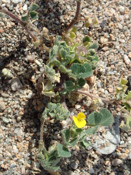 Medicago littoralis \ Meer-Schneckenklee / Strand Medick, Water Medick, Samos Ireon 13.4.2017