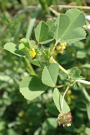 Medicago polymorpha \ Rauer Schneckenklee, Schwarzer Schneckenklee / Toothed Medick, Spotted Medick, Samos Psili Ammos 16.4.2017