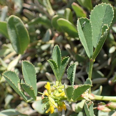 Medicago polymorpha / Toothed Medick, Spotted Medick, Samos Psili Ammos 16.4.2017