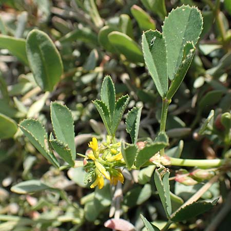 Medicago polymorpha \ Rauer Schneckenklee, Schwarzer Schneckenklee / Toothed Medick, Spotted Medick, Samos Psili Ammos 16.4.2017