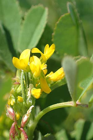 Medicago polymorpha \ Rauer Schneckenklee, Schwarzer Schneckenklee / Toothed Medick, Spotted Medick, Samos Psili Ammos 16.4.2017