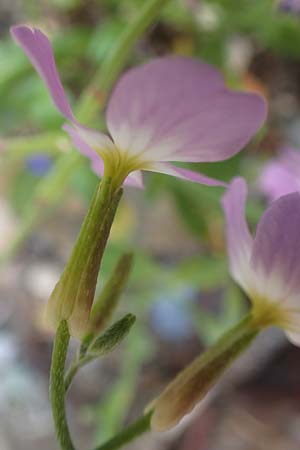 Malcolmia flexuosa \ Geschlngelte Meerviole / Sea Stock, Samos Potami 15.4.2017