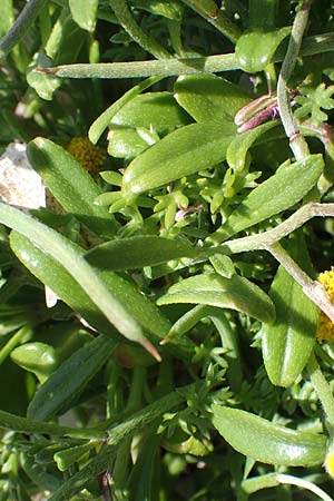 Malcolmia flexuosa \ Geschlngelte Meerviole / Sea Stock, Samos Mykali 19.4.2017