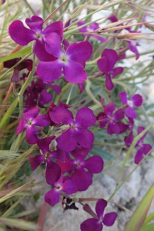 Matthiola incana \ Graue Levkoje / Hoary Stock, Samos Myloi 13.4.2017