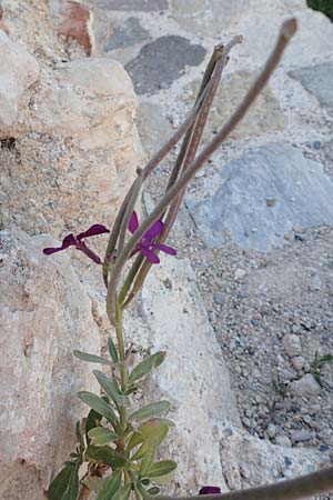 Matthiola incana \ Graue Levkoje / Hoary Stock, Samos Myloi 13.4.2017