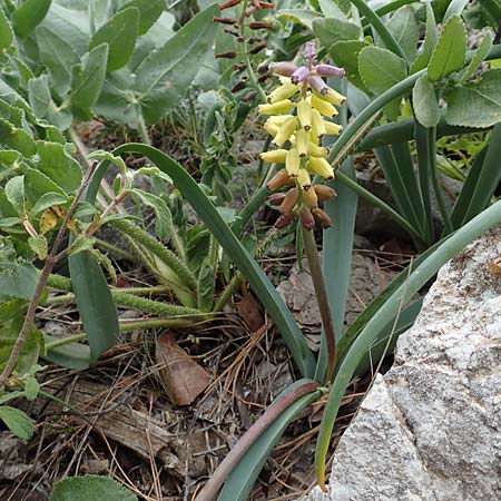 Muscari macrocarpum \ Grofrchtige Traubenhyazinthe / Yellow Grape Hyacinth, Samos Spatharei 17.4.2017