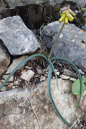 Muscari macrocarpum \ Grofrchtige Traubenhyazinthe / Yellow Grape Hyacinth, Samos Kallithea 18.4.2017