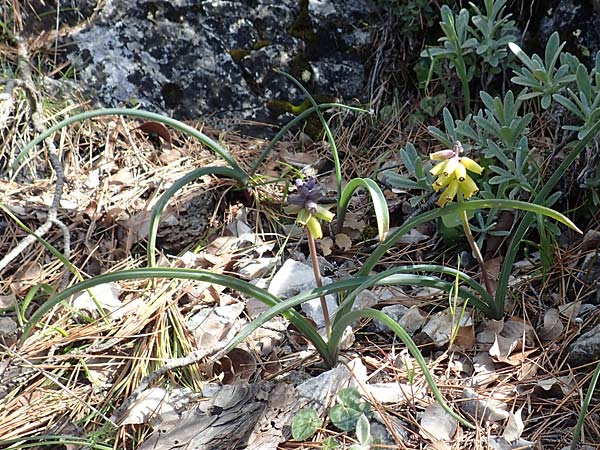 Muscari macrocarpum \ Grofrchtige Traubenhyazinthe / Yellow Grape Hyacinth, Samos Kallithea 18.4.2017