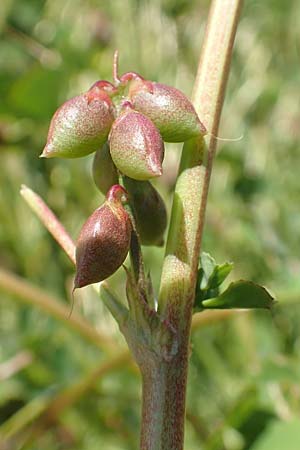 Melilotus messanensis \ Sizilianischer Steinklee, Samos Mykali 19.4.2017