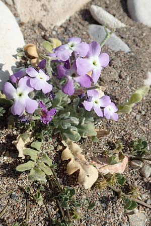 Matthiola sinuata \ Gebuchtete Levkoje / Sea Stock, Samos Ireon 13.4.2017