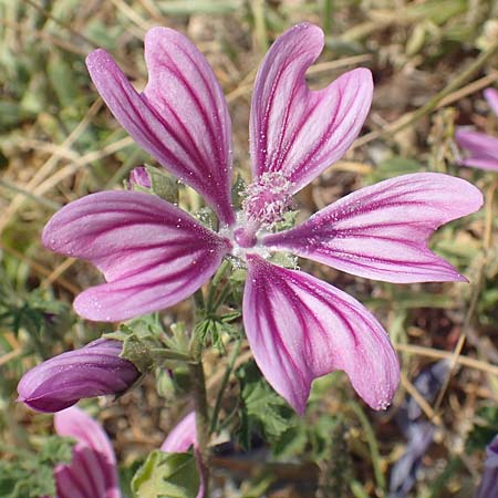 Malva sylvestris \ Wilde Malve, Groe Ksepappel, Samos Psili Ammos 16.4.2017