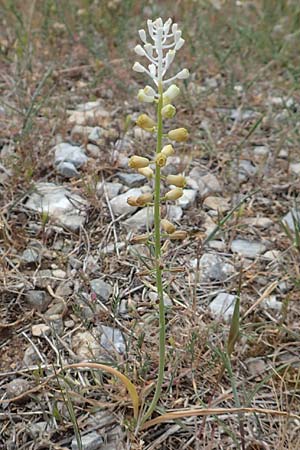 Muscari weissii / Weiss' Hyacinth, Samos Spatharei 17.4.2017