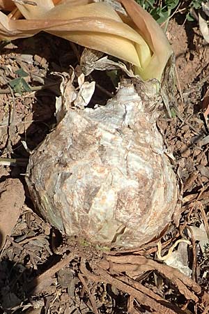 Drimia aphylla \ Blattlose Meerzwiebel / Leafless Sea Squill, Samos Potami 15.4.2017