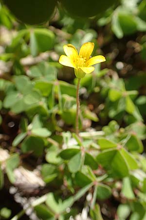 Oxalis corniculata var. corniculata / Procumbent Yellow Sorrel, Samos Moni Zoni 11.4.2017