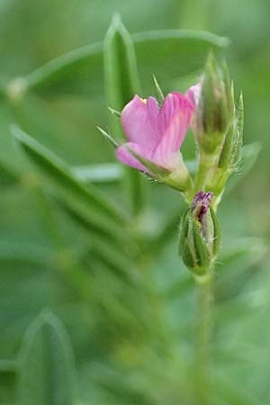 Onobrychis caput-galli \ Hahnenkopf-Esparsette / Cock's-Head Sainfoin, Samos Potami 15.4.2017