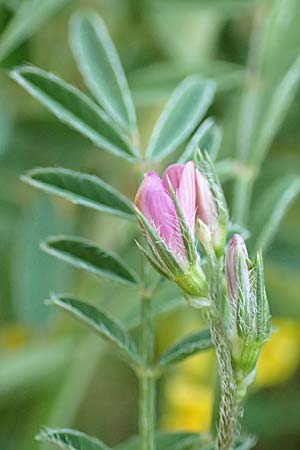 Onobrychis caput-galli \ Hahnenkopf-Esparsette / Cock's-Head Sainfoin, Samos Potami 15.4.2017