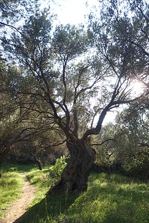 Olea europaea var. europaea \ lbaum / Olive, Samos Potami 15.4.2017