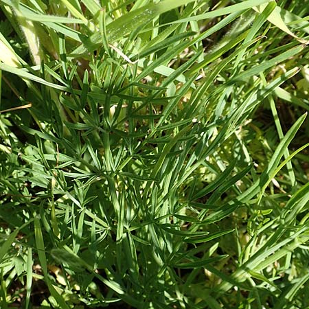 Oenanthe pimpinelloides \ Bibernell-Rebendolde, Sdliche Erdkastanie, Samos Mykali 19.4.2017