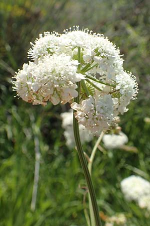 Oenanthe pimpinelloides \ Bibernell-Rebendolde, Sdliche Erdkastanie, Samos Mykali 19.4.2017