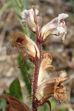 Orobanche crenata \ Gezhnelte Sommerwurz, Kerbige Sommerwurz / Carnation-scented Broomrape, Samos Psili Ammos 16.4.2017