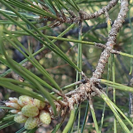 Pinus halepensis \ Aleppo-Kiefer, Strand-Kiefer / Aleppo Pine, Jerusalem Pine, Samos Kallithea 18.4.2017