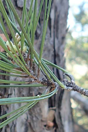 Pinus halepensis \ Aleppo-Kiefer, Strand-Kiefer, Samos Kallithea 18.4.2017