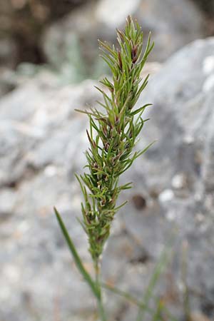 Poa bulbosa \ Knolliges Rispengras / Bulbous Meadow Grass, Samos Lazaros in Mt. Ambelos 12.4.2017