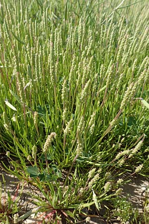 Plantago coronopus subsp. coronopus \ Krhenfu-Wegerich / Buck's-horn Plantain, Samos Psili Ammos 16.4.2017