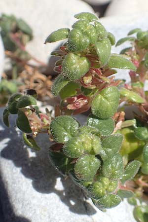 Parietaria lusitanica \ Portugiesisches Glaskraut / Mediterranean Pellitory-of-the-Wall, Spanish Pellitory-of-the-Wall, Samos Mykali 19.4.2017